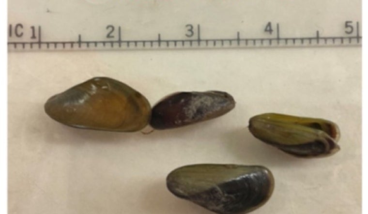 Golden Mussel Invasion Has Sacramento Supes Eyeing Emergency Declaration