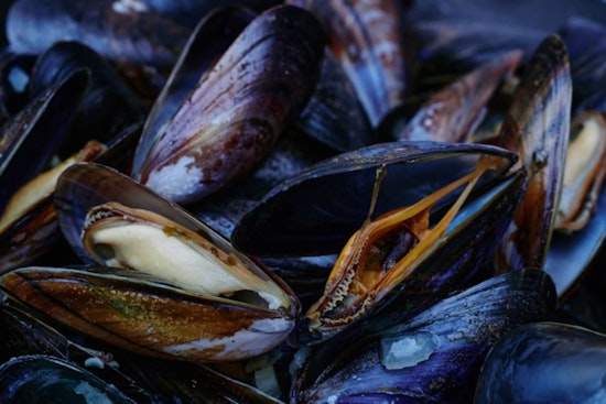 Golden Mussels Nabbed on Tahoe-Bound Boat at Meyers Checkpoint