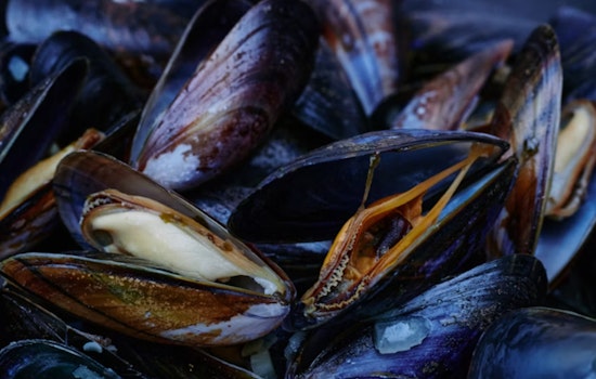 Golden Mussels Nabbed on Tahoe-Bound Boat at Meyers Checkpoint