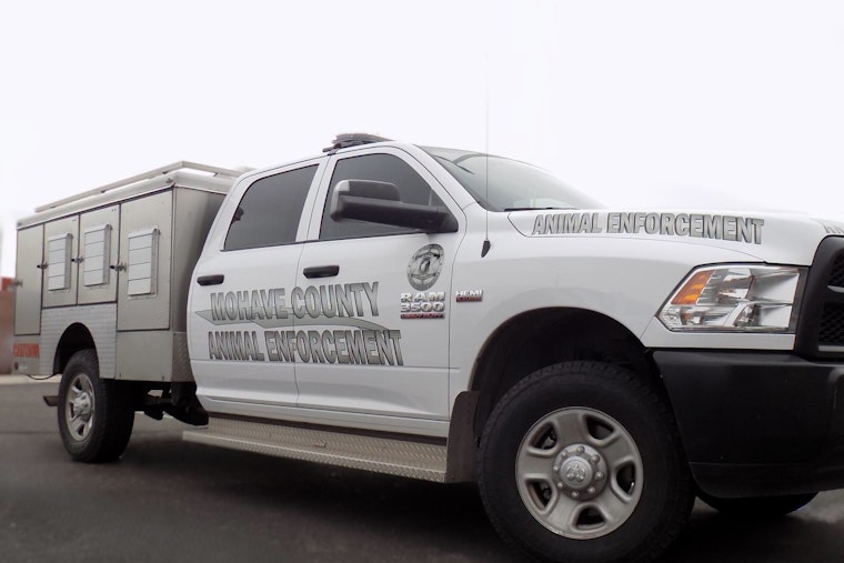 Golden Valley Cops Find 16 Cats, 5 Rattlesnakes Cooking In Pickup