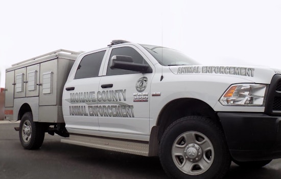 Golden Valley Cops Find 16 Cats, 5 Rattlesnakes Cooking In Pickup
