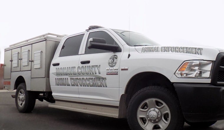 Golden Valley Cops Find 16 Cats, 5 Rattlesnakes Cooking In Pickup