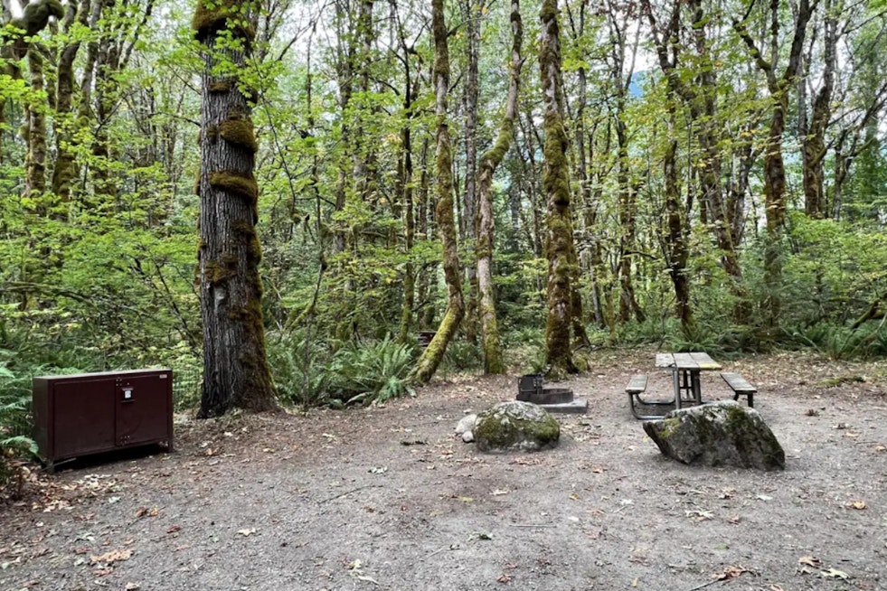 Bear Trouble On The Skagit, Goodell Creek Campground Shuts Down In North Cascades