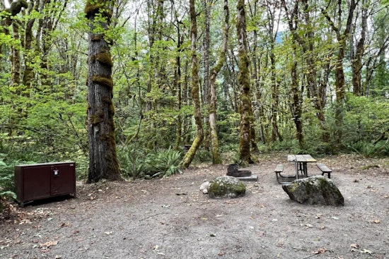 Bear Trouble On The Skagit, Goodell Creek Campground Shuts Down In North Cascades