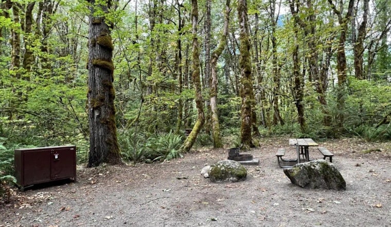 Bear Trouble On The Skagit, Goodell Creek Campground Shuts Down In North Cascades