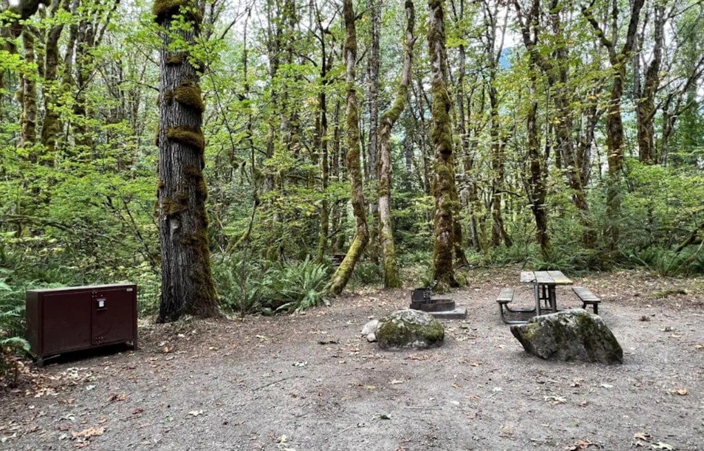 Bear Trouble On The Skagit, Goodell Creek Campground Shuts Down In North Cascades
