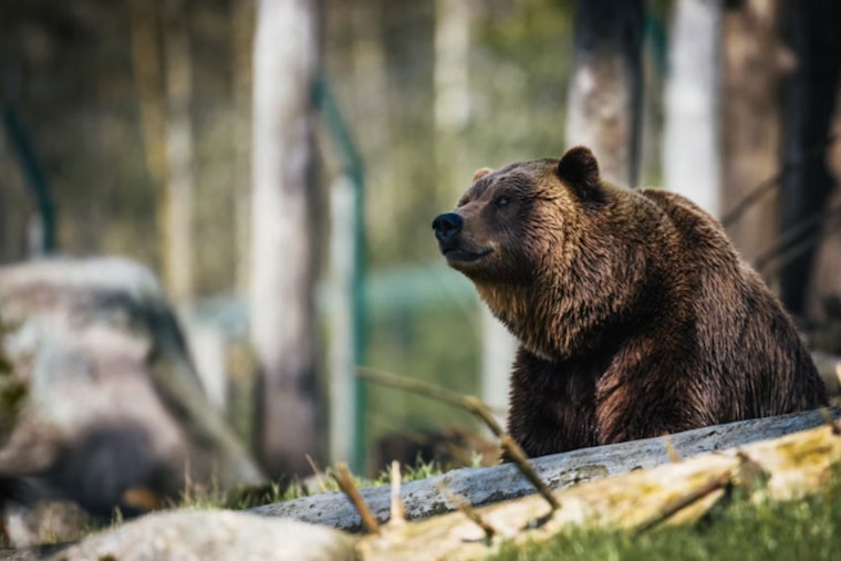 Grizzly Zeros In On Leashed Dog In Heart‑Stopping Kananaskis Chase