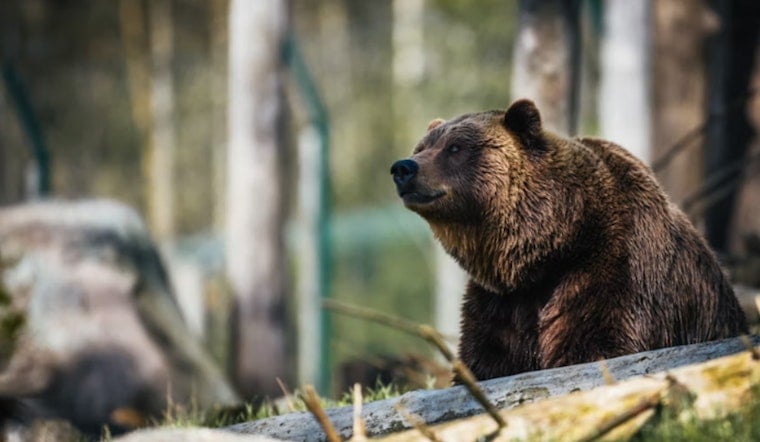Grizzly Zeros In On Leashed Dog In Heart‑Stopping Kananaskis Chase