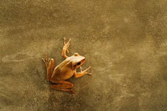 Haʻikū Street Squad Drops $5K On ‘Silencer’ To Take On Frog Invasion