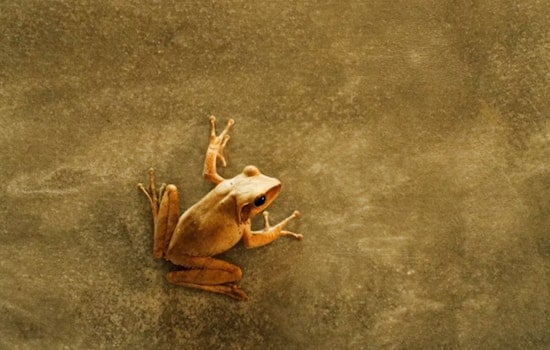Haʻikū Street Squad Drops $5K On ‘Silencer’ To Take On Frog Invasion
