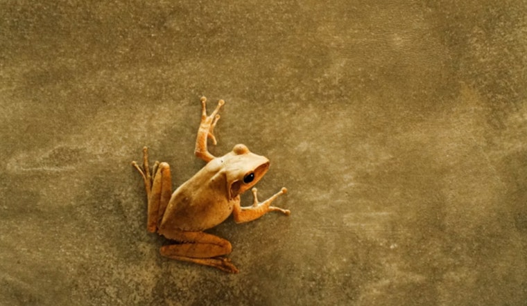 Haʻikū Street Squad Drops $5K On ‘Silencer’ To Take On Frog Invasion