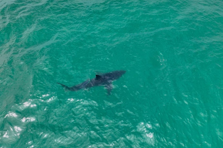 Half Moon Bay Stunned As Drone Spots Great Whites Feasting Just Offshore