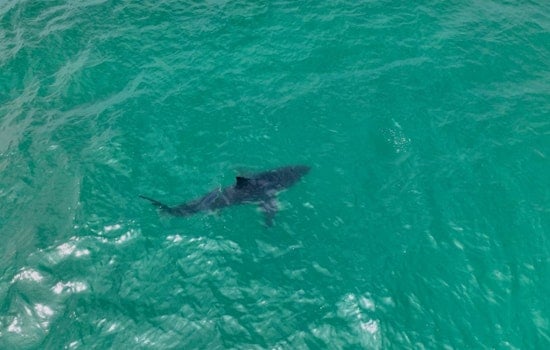 Half Moon Bay Stunned As Drone Spots Great Whites Feasting Just Offshore