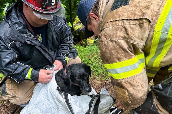 Hall County Crew Braves Storm Ravine to Haul Injured Lab to Safety