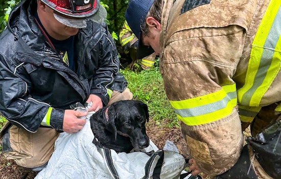 Hall County Crew Braves Storm Ravine to Haul Injured Lab to Safety