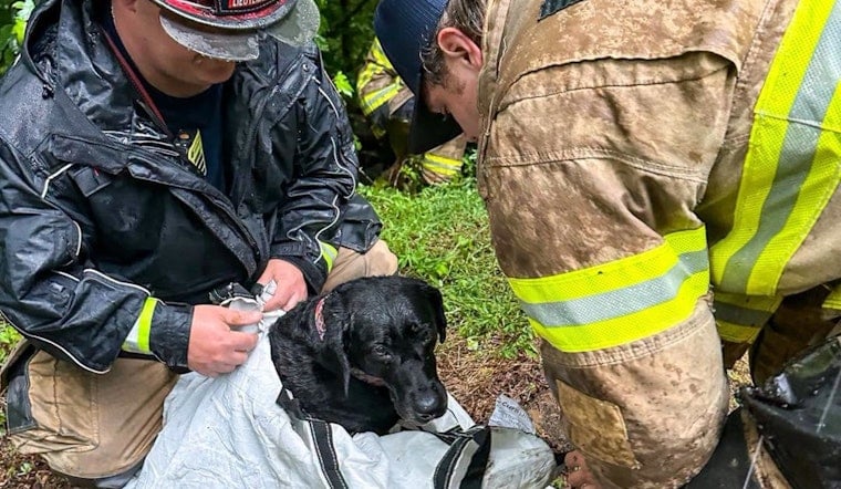 Hall County Crew Braves Storm Ravine to Haul Injured Lab to Safety