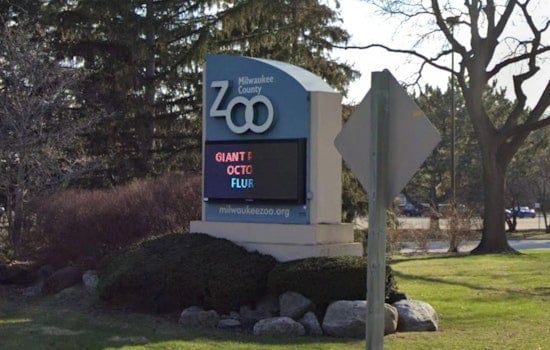 Heartbreak at Milwaukee County Zoo as Baby Zebra Mistari Put Down After Freak Injury