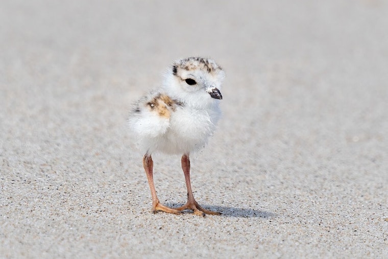 Heartbreak On Montrose Beach As Plover Chick Mavis Dies