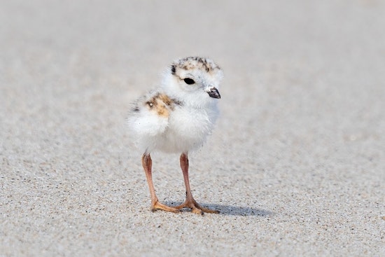 Heartbreak On Montrose Beach As Plover Chick Mavis Dies