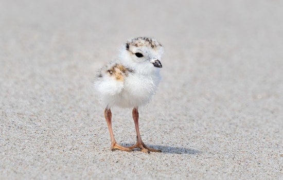 Heartbreak On Montrose Beach As Plover Chick Mavis Dies
