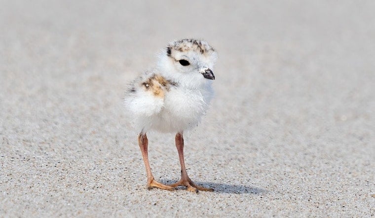 Heartbreak On Montrose Beach As Plover Chick Mavis Dies