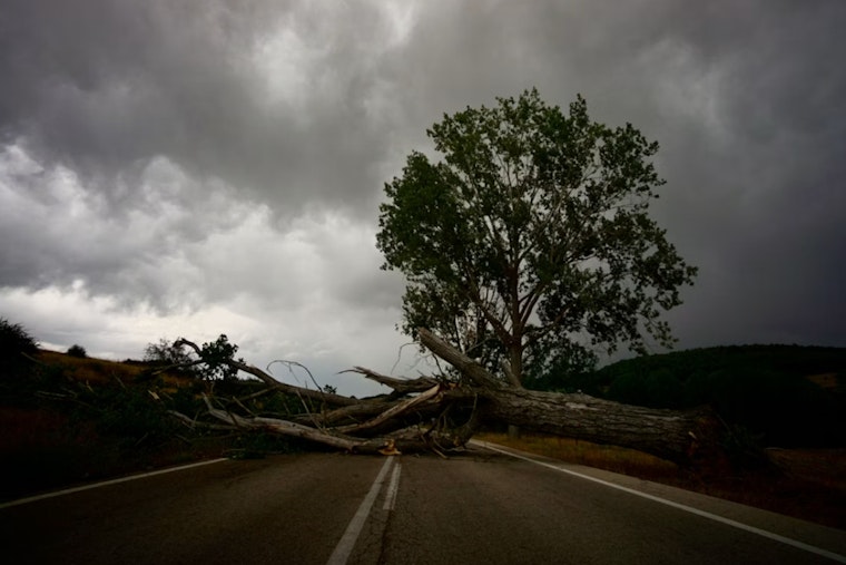 Henderson Block Rocked As Storm Topples Giant Trees Onto Homes And Cars