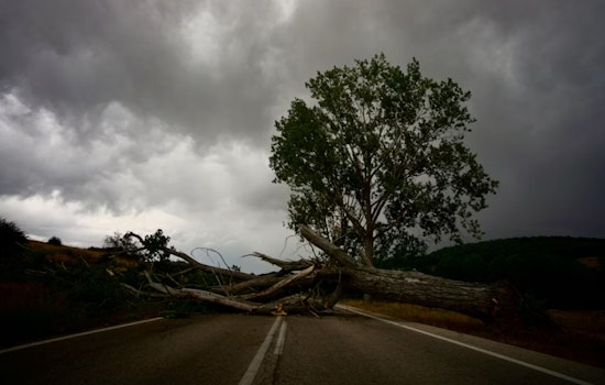 Henderson Block Rocked As Storm Topples Giant Trees Onto Homes And Cars