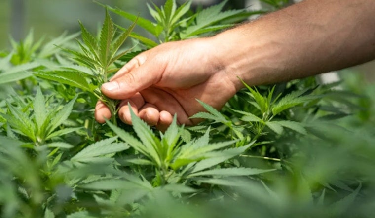 High Times Road Test, Vegas Cops Hit Planet 13 To Spot Stoned Drivers