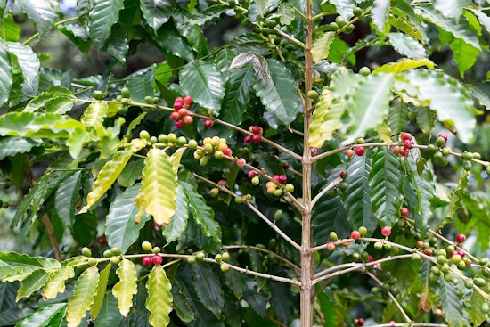 Honolulu Kona Crackdown As Thieves Force Coffee Behind Glass