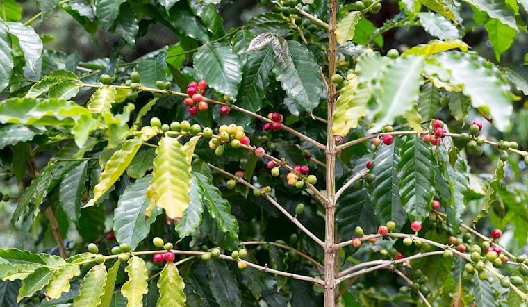Honolulu Kona Crackdown As Thieves Force Coffee Behind Glass