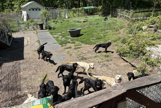 Horror House Of Hounds: Patterson Man Busted After 34 Dogs Found Starving