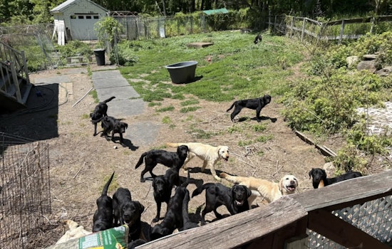 Horror House Of Hounds: Patterson Man Busted After 34 Dogs Found Starving