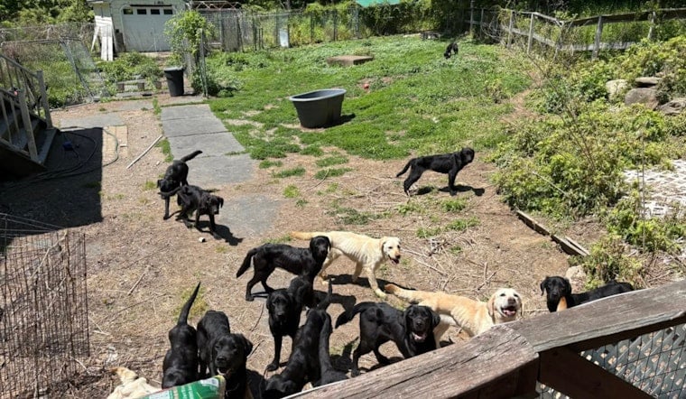 Horror House Of Hounds: Patterson Man Busted After 34 Dogs Found Starving