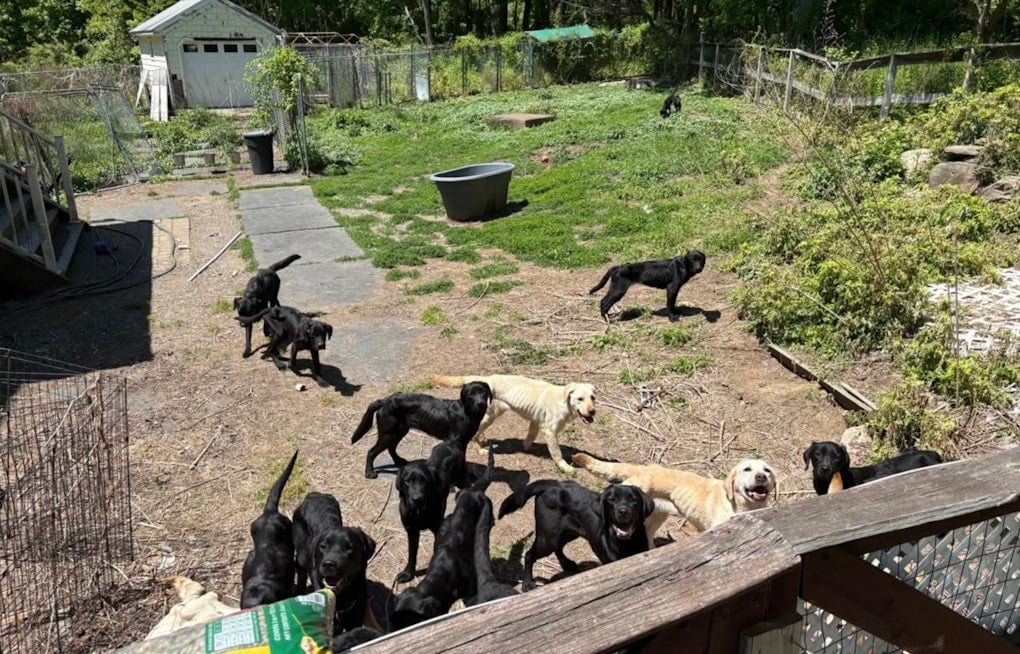 Horror House Of Hounds: Patterson Man Busted After 34 Dogs Found Starving