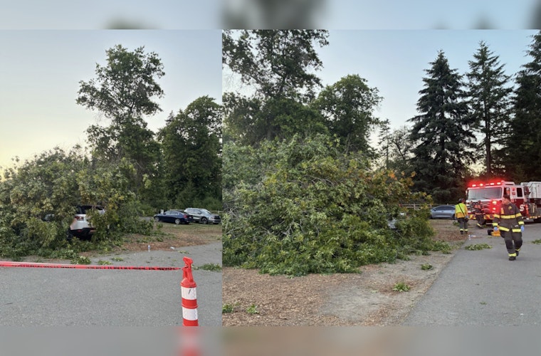 Huge Tree Slams Into Cars at Lake Sammamish State Park