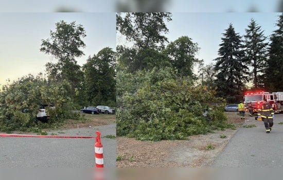 Huge Tree Slams Into Cars at Lake Sammamish State Park