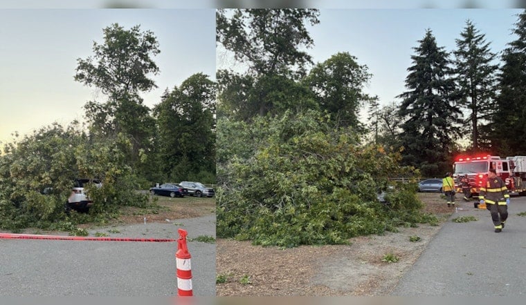 Huge Tree Slams Into Cars at Lake Sammamish State Park