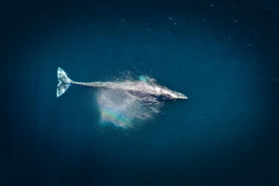 Humpback Freed Off Stellwagen Bank After Entanglement
