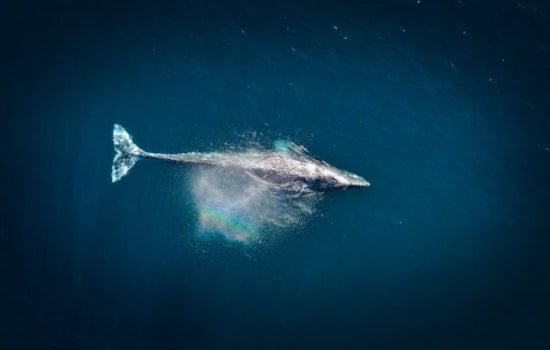 Humpback Freed Off Stellwagen Bank After Entanglement