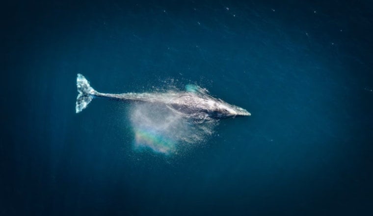 Humpback Freed Off Stellwagen Bank After Entanglement