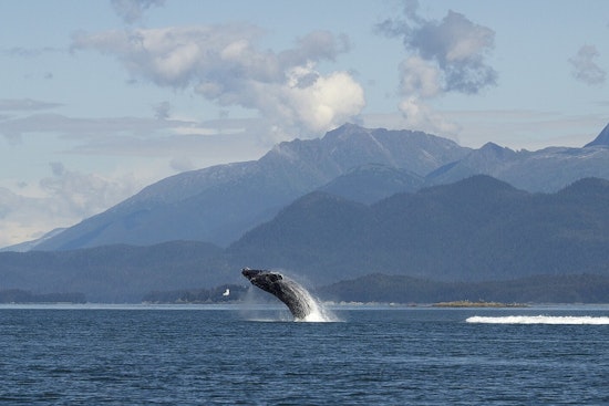 Humpback Makes Surprise Pass Off West Seattle's Blakely Rock