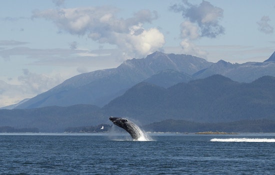 Humpback Makes Surprise Pass Off West Seattle's Blakely Rock