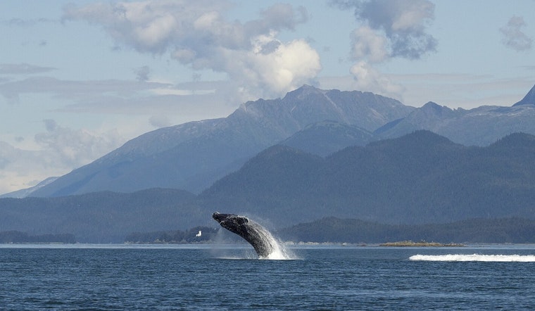 Humpback Makes Surprise Pass Off West Seattle's Blakely Rock
