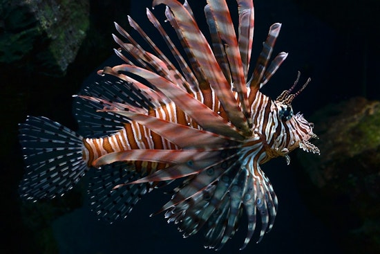 Hungry Lionfish Swarm South Florida Reefs, Locals Called In To Fight Back