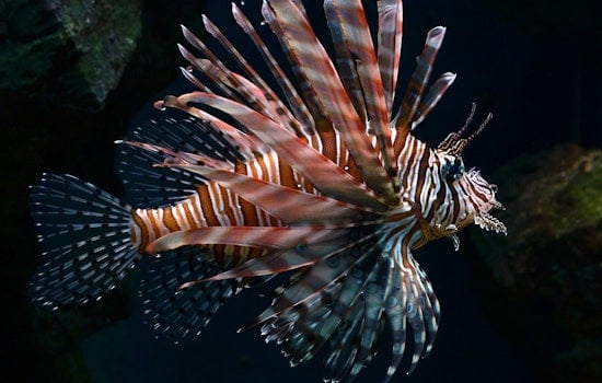 Hungry Lionfish Swarm South Florida Reefs, Locals Called In To Fight Back
