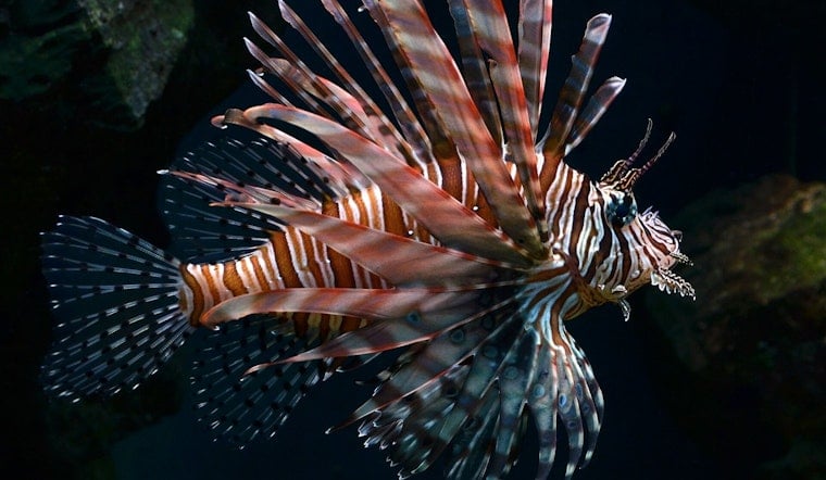 Hungry Lionfish Swarm South Florida Reefs, Locals Called In To Fight Back