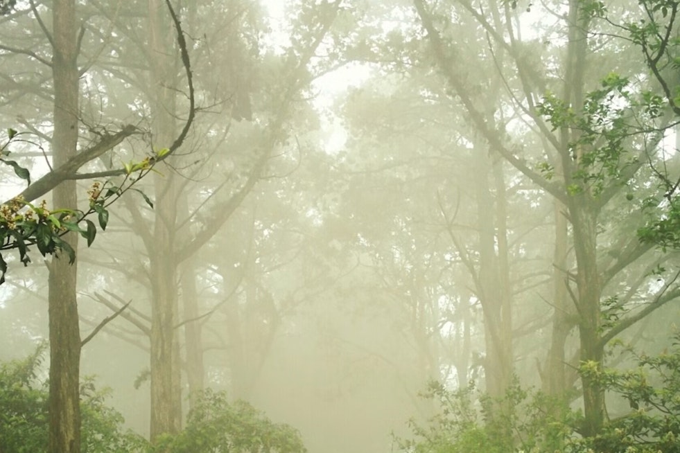 Indy Wakes Up In A Fog As Brutal Heat Wave Bear-Hugs City All Week