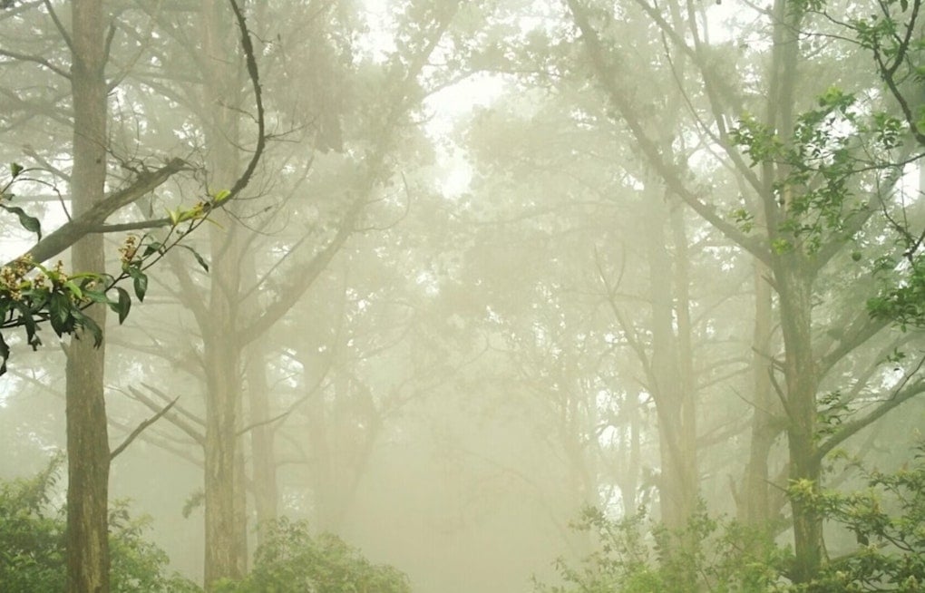 Indy Wakes Up In A Fog As Brutal Heat Wave Bear-Hugs City All Week