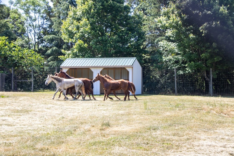 Iredell Mustang Madness: 9 Of 10 Runaway Horses Back In Custody, One Still On The Lam