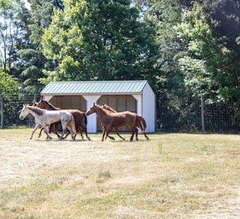 Iredell Mustang Madness: 9 Of 10 Runaway Horses Back In Custody, One Still On The Lam